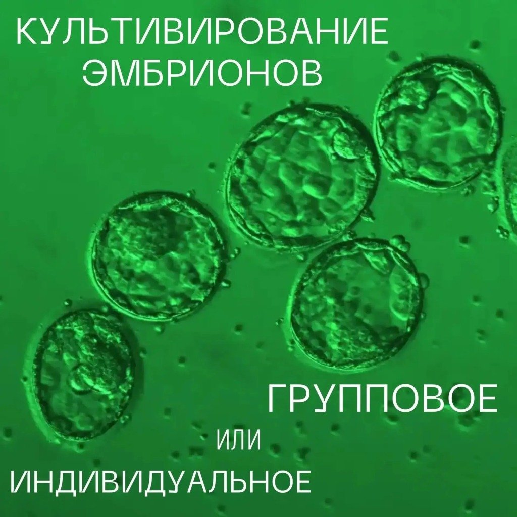 Культивирование эмбрионов: групповое или индивидуальное?