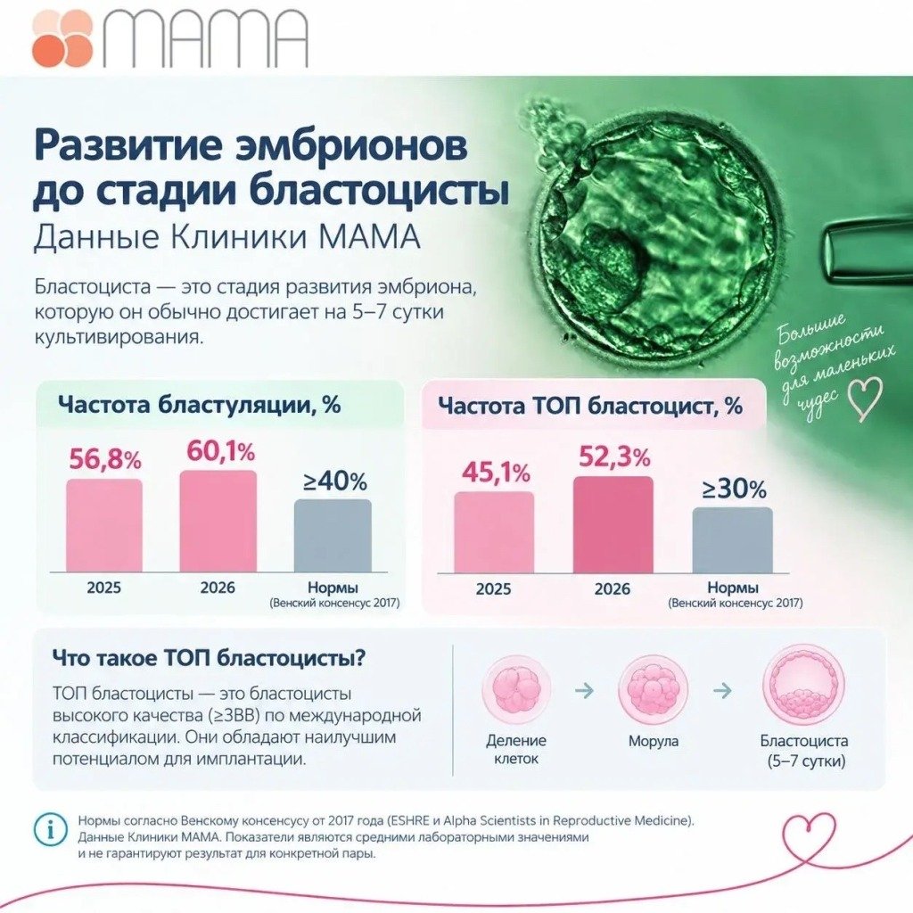 Развитие эмбрионов до стадии бластоцисты
